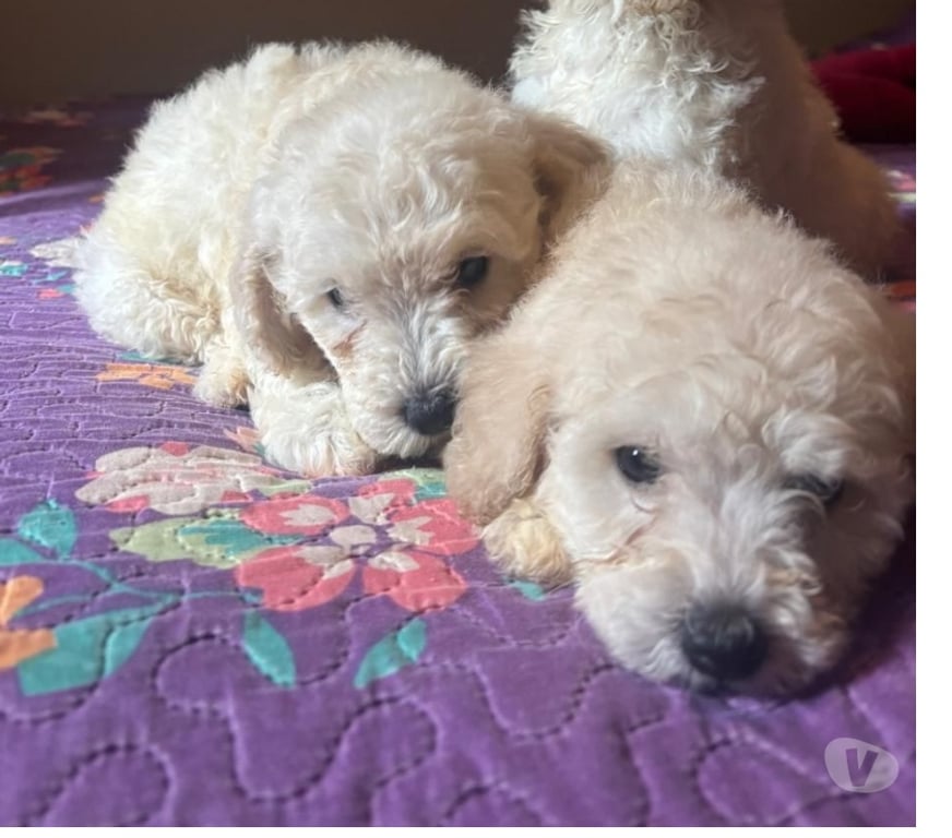 Gatos en Venta Concepción Santa Juana - Fotos de Pudblee pequeño