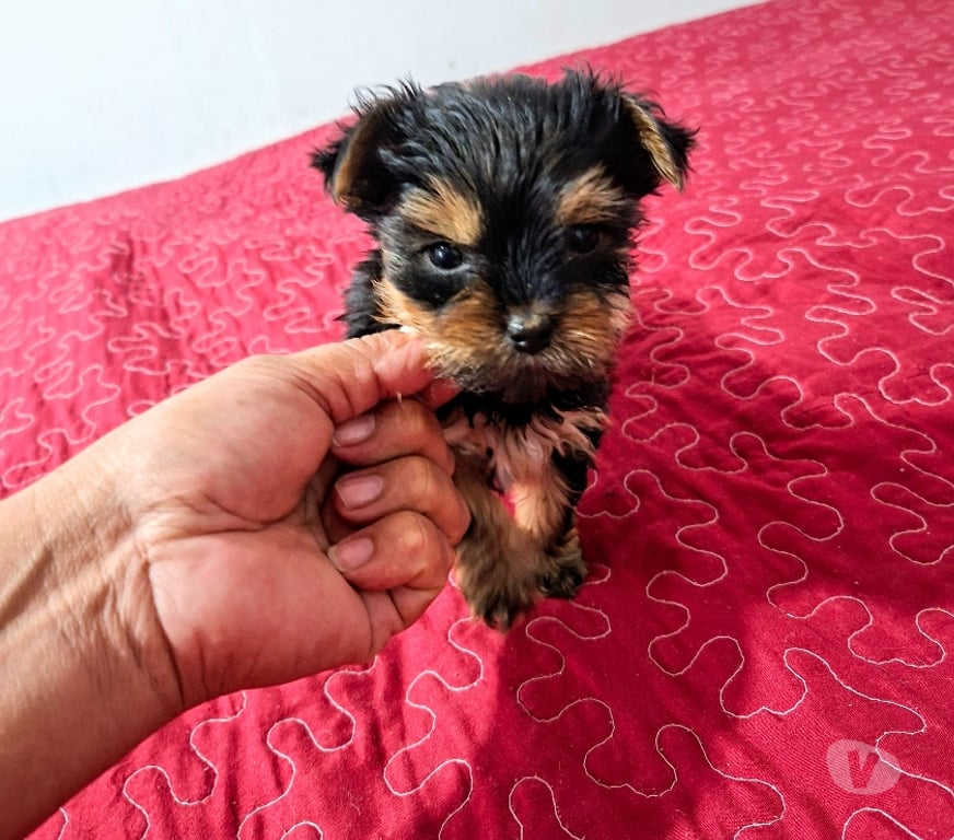 Gatos en Venta Talagante El Monte - Fotos de Yorkhire hembra minitoy
