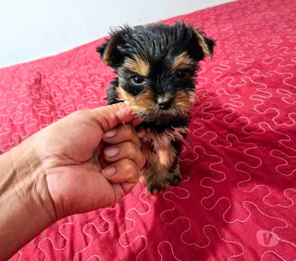 Mascotas en Venta El Monte Talagante - Fotos de Yorkhire hembra minitoy
