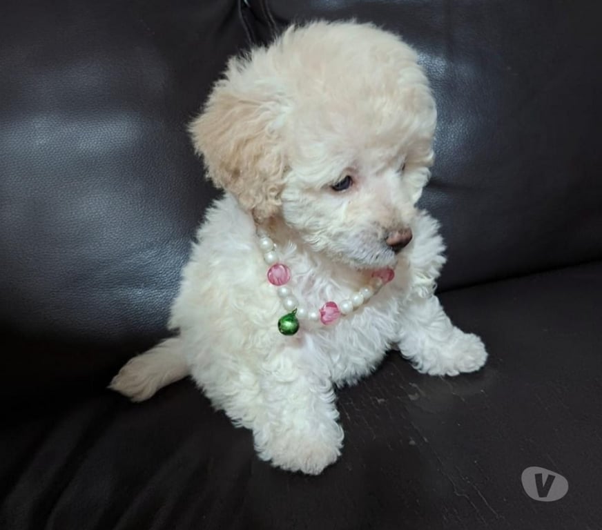Gatos en Venta Maipo San Bernardo - Fotos de Poodle toy hembra blanquita