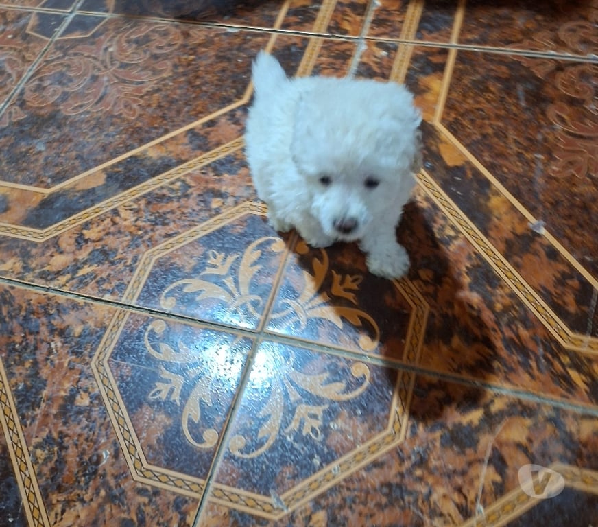 Gatos en Venta Maipo San Bernardo - Fotos de Poodle toy hembra blanquita