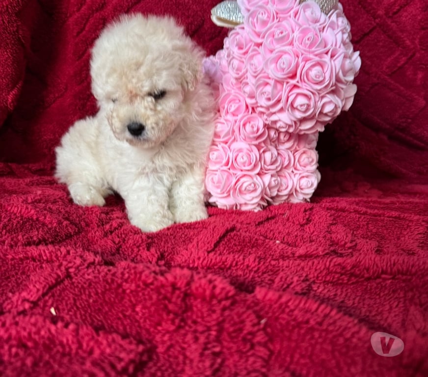 Gatos en Venta Santiago La Cisterna - Fotos de Hermosas micro Toys hembra