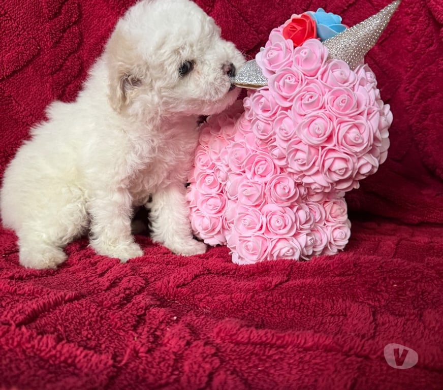 Gatos en Venta Santiago La Cisterna - Fotos de Hermosas micro Toys hembra