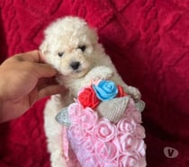 Hermosas micro Toys hembra