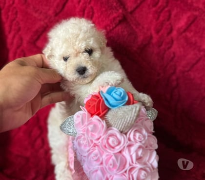 Perros en Venta La Cisterna Santiago - Fotos de Hermosas micro Toys hembra