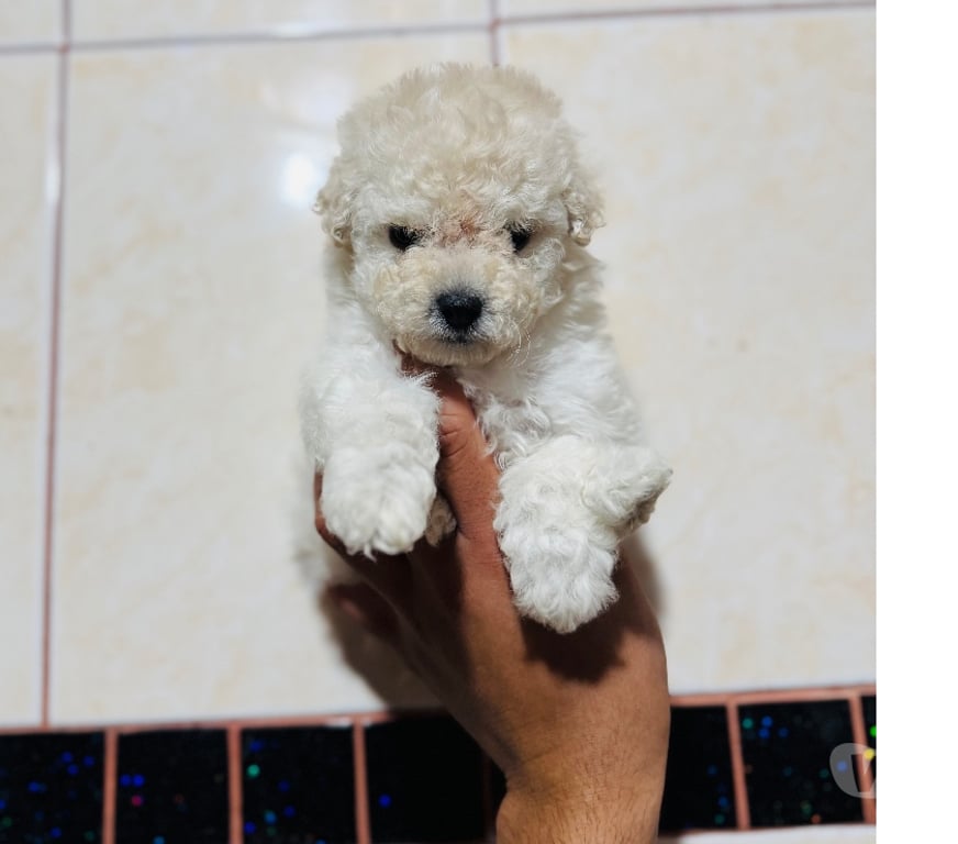 Gatos en Venta Santiago La Cisterna - Fotos de Hermosos poodle micro toys
