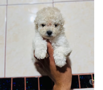 Gatos en Venta La Cisterna Santiago - Fotos de Hermosos poodle micro toys