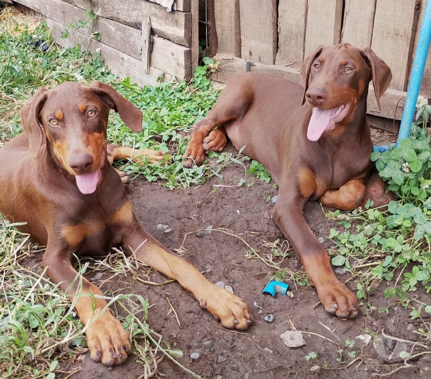 Gatos en Venta Talca Pelarco - Fotos de Cachorros doberman