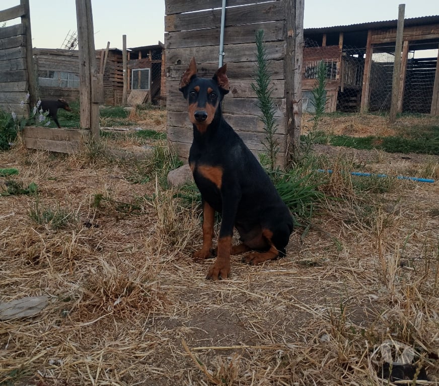 Gatos en Venta Talca Pelarco - Fotos de Cachorros doberman
