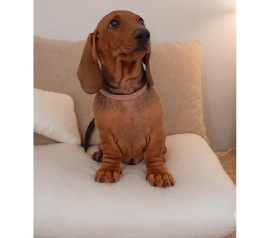 Gatos en Venta Santiago Las Condes - Fotos de Cachorros Dachshund (Salchichas) inscritos en Kennel Club