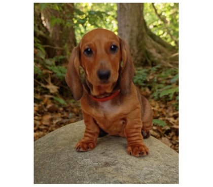 Venta de Mascotas Las Condes Santiago - Fotos de Cachorros Dachshund (Salchichas) inscritos en Kennel Club