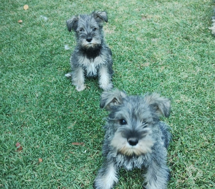 Gatos en Venta Santiago Santiago - Fotos de Cachorros Schnauzer
