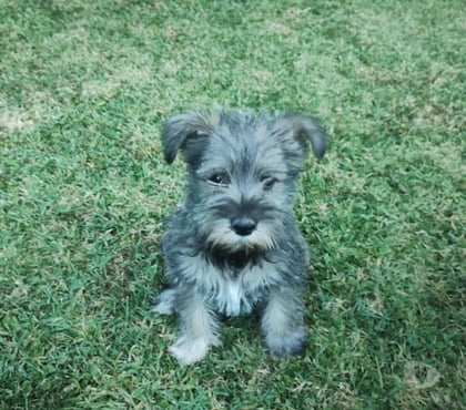Gatos en Venta Santiago Santiago - Fotos de Cachorros Schnauzer