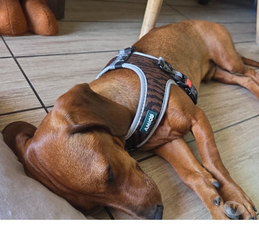 Gatos en Venta Santiago Santiago - Fotos de Vendo cachorro salchicha