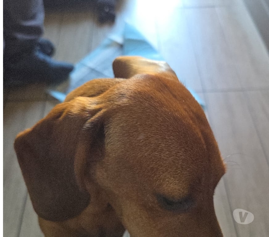 Gatos en Venta Santiago Santiago - Fotos de Vendo cachorro salchicha