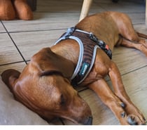 Vendo cachorro salchicha