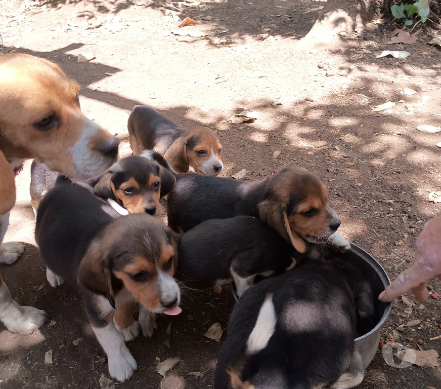 Gatos en Venta Talca Río Claro - Fotos de Vendo cachorros Beagles