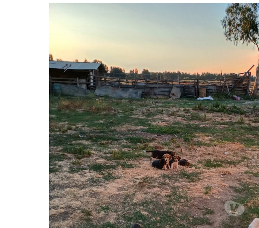 Gatos en Venta Talca Río Claro - Fotos de Vendo cachorros Beagles