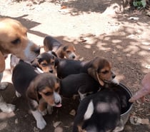 Vendo cachorros Beagles