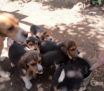 Venta de Mascotas Río Claro Talca - Fotos de Vendo cachorros Beagles