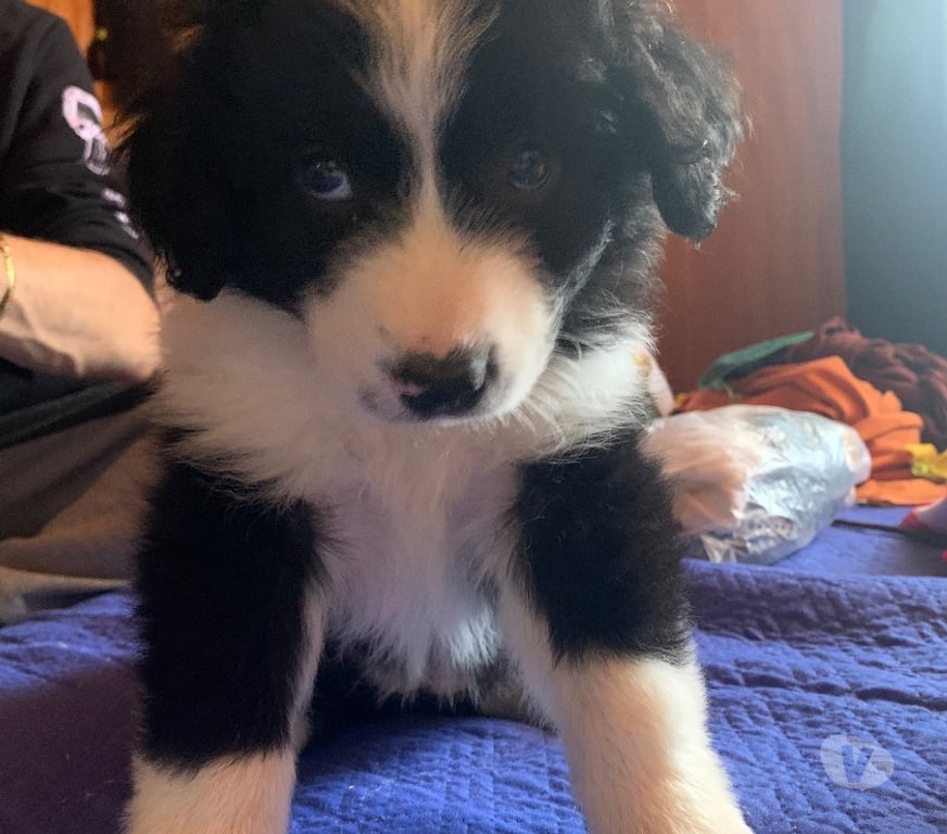 Gatos en Venta Santiago La Florida - Fotos de Vendo hermoso cachorro border collie
