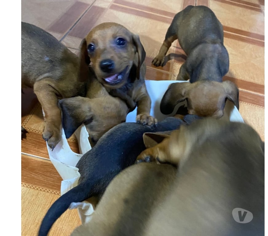 Gatos en Venta Santiago Santiago - Fotos de CACHORROS SALCHICHAS