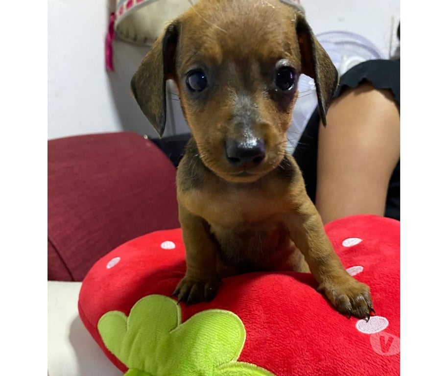 Gatos en Venta Santiago Santiago - Fotos de CACHORROS SALCHICHAS