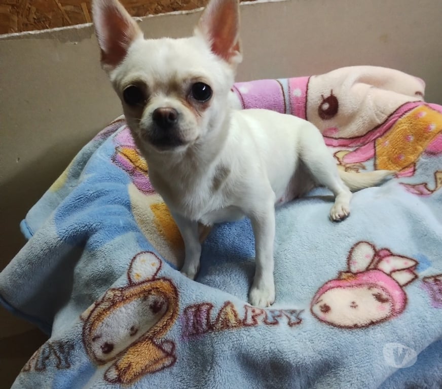 Gatos en Venta Santiago La Pintana - Fotos de Hermosa perrita Chihuahua blanca 250 mil