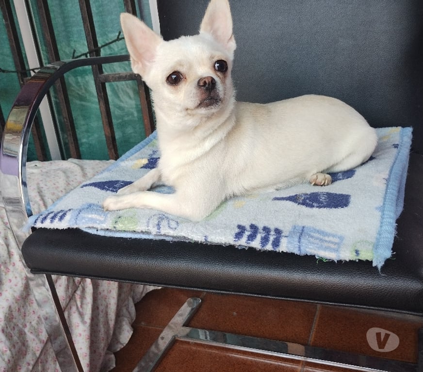 Gatos en Venta Santiago La Pintana - Fotos de Hermosa perrita Chihuahua blanca 250 mil