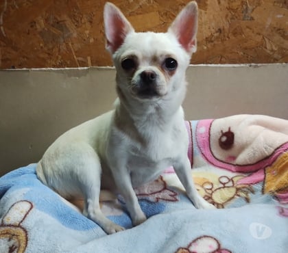 Mascotas en Venta La Pintana Santiago - Fotos de Hermosa perrita Chihuahua blanca 250 mil