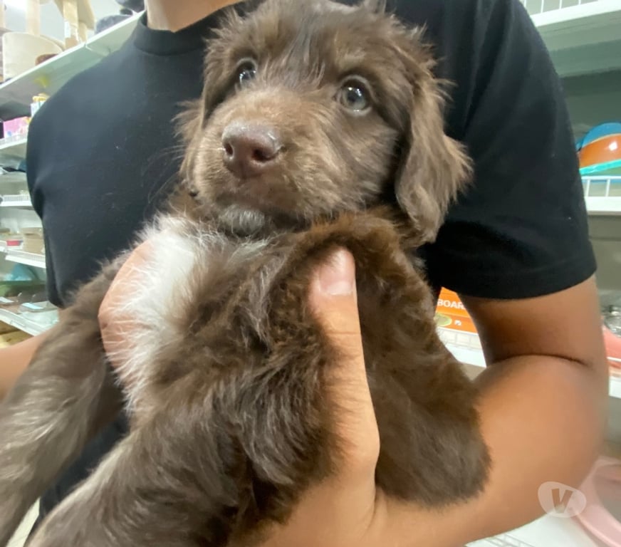 Adopción ed Animales Curicó Teno - Fotos de Perrito mestizo