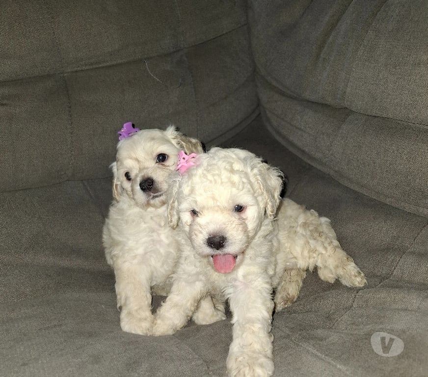 Gatos en Venta Santiago Santiago - Fotos de Bellas poodles toy