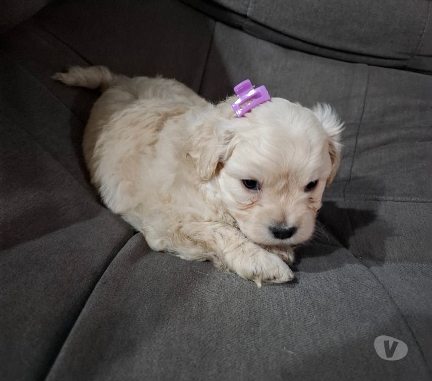 Gatos en Venta Santiago Santiago - Fotos de Bellas poodles toy