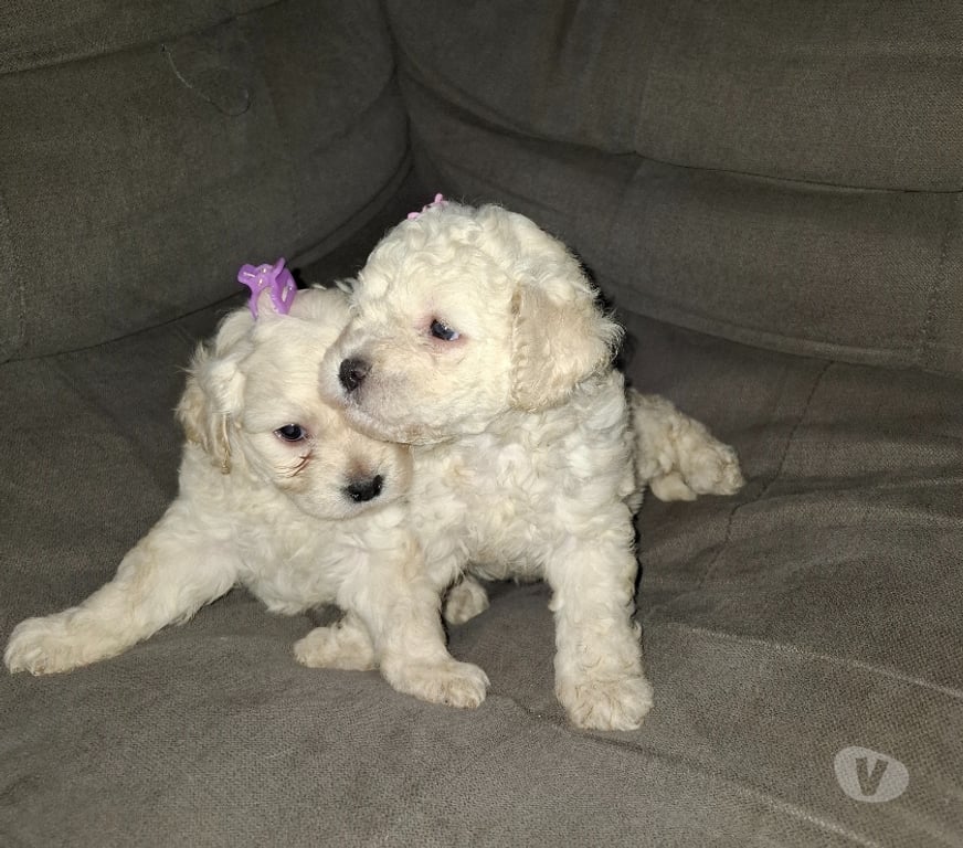 Gatos en Venta Santiago Santiago - Fotos de Bellas poodles toy