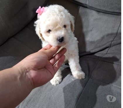 Gatos en Venta Santiago Santiago - Fotos de Bellas poodles toy