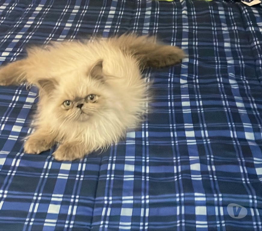 Gatos en Venta Santiago San Joaquín - Fotos de Hermoso gatito persa Himalaya 3 meses $200 mil