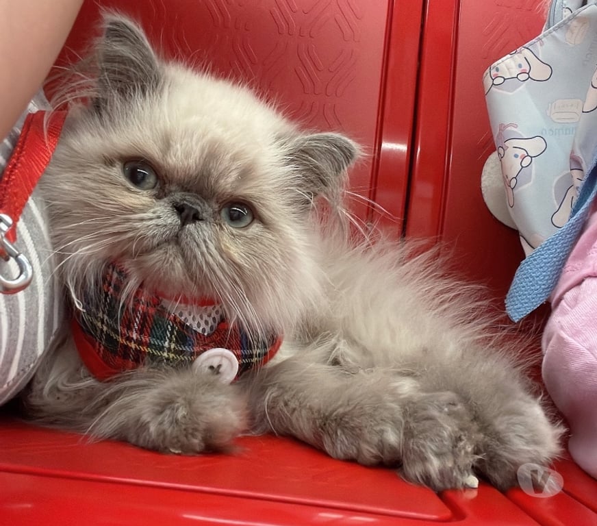 Gatos en Venta Santiago San Joaquín - Fotos de Hermoso gatito persa Himalaya 3 meses $200 mil