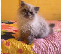 Hermoso gatito persa Himalaya 3 meses $200 mil