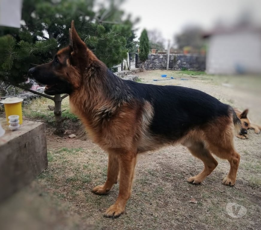 Gatos en Venta Llanquihue Puerto Varas - Fotos de Busco familia para cachorros pastor alemán