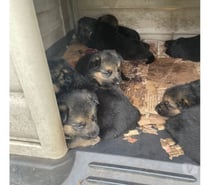 Busco familia para cachorros pastor alemán