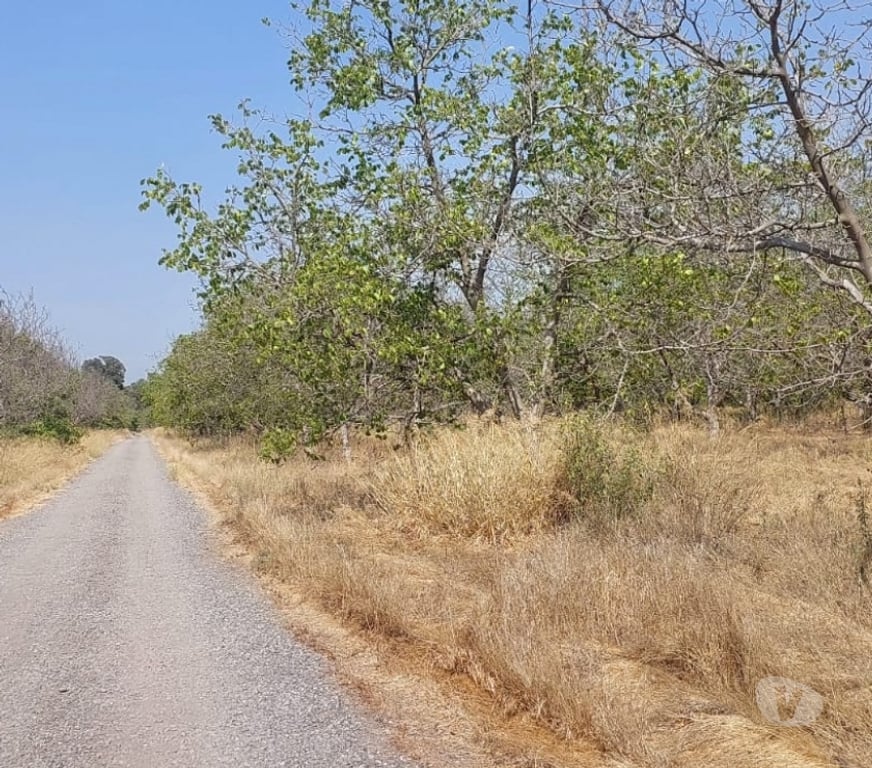 Parcelas en Venta Maipo San Bernardo - Fotos de Terreno agrícola plano con 3 tipos de uso, San Bernardo