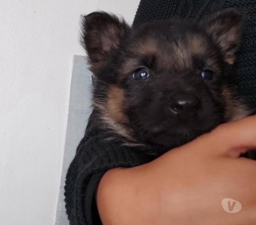 Gatos en Venta Llanquihue Puerto Montt - Fotos de Cachorritos as pastor alemán