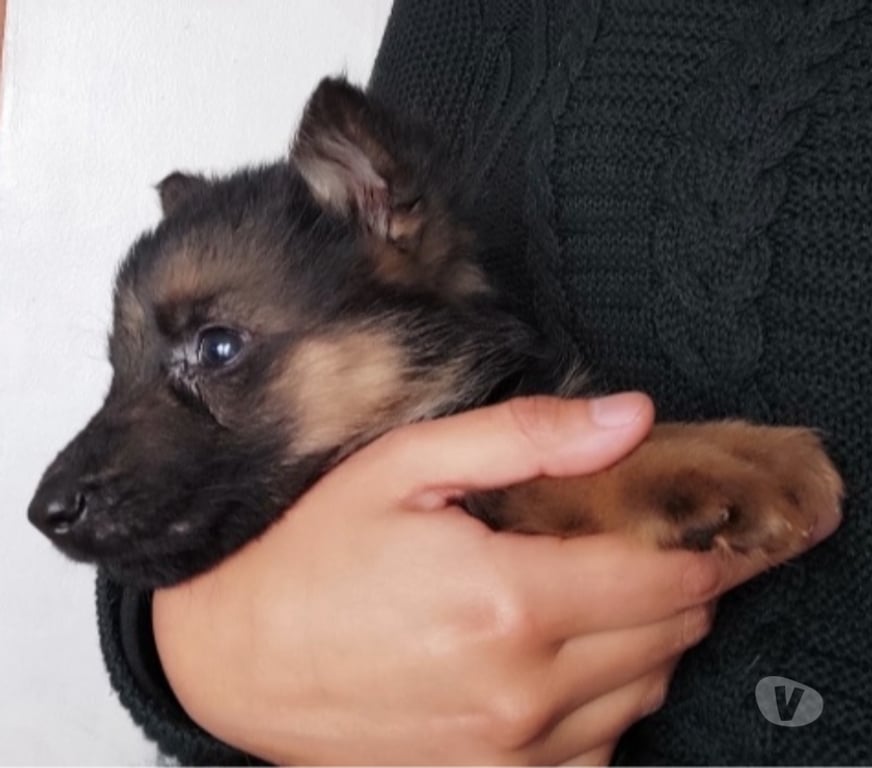 Gatos en Venta Llanquihue Puerto Montt - Fotos de Cachorritos as pastor alemán