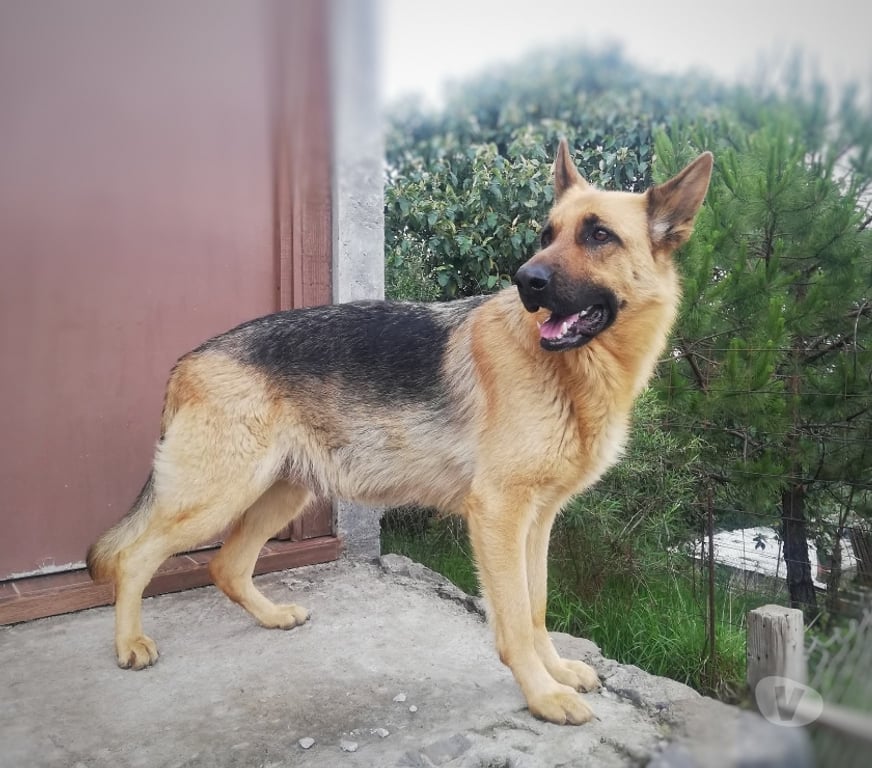 Gatos en Venta Llanquihue Puerto Montt - Fotos de Cachorritos as pastor alemán