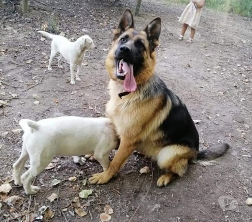 Gatos en Venta Llanquihue Puerto Montt - Fotos de Cachorritos as pastor alemán