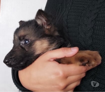 Mascotas en Chile Puerto Montt Llanquihue - Fotos de Cachorritos as pastor alemán