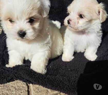 Perros en Venta Santiago Santiago - Fotos de Cachorros maltes