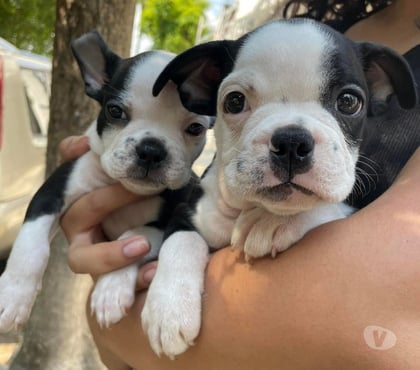Venta de Mascotas Santiago Santiago - Fotos de Cachorros Boston Terrier