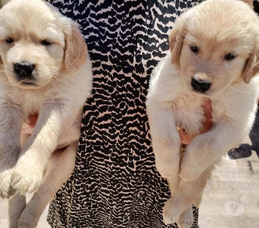 Gatos en Venta Santiago Santiago - Fotos de Cachorros Golden