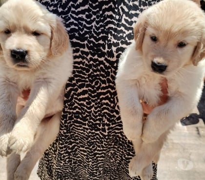 Venta de Mascotas Santiago Santiago - Fotos de Cachorros Golden